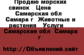 Продаю морских свинок › Цена ­ 2 000 - Самарская обл., Самара г. Животные и растения » Услуги   . Самарская обл.,Самара г.